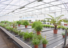 Showlocatie bij Zonnebloem.